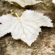 Michael Aram Winter Leaves Grape Leaf Dish Michael Aram Winter Leaves Grape Leaf Dish